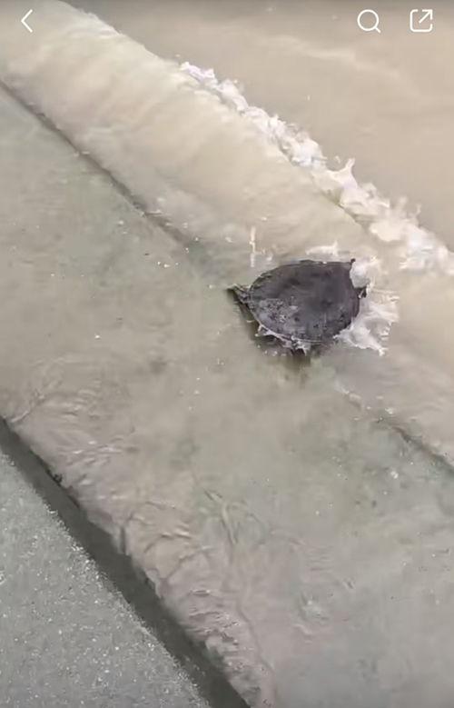 锚甲鱼视频,揭秘神秘水下生物的生存智慧