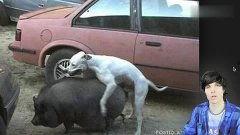 动物啪啪啪视频,揭秘动物啪啪啪的奥秘