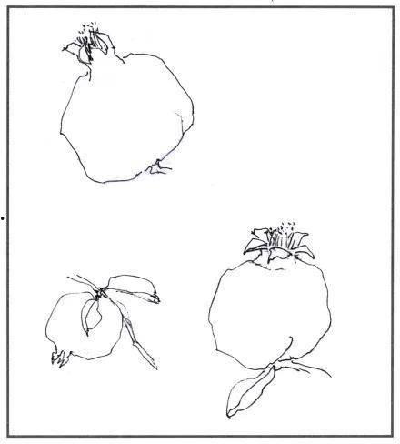 石榴画法视频,一招一式，绘出鲜美石榴之美