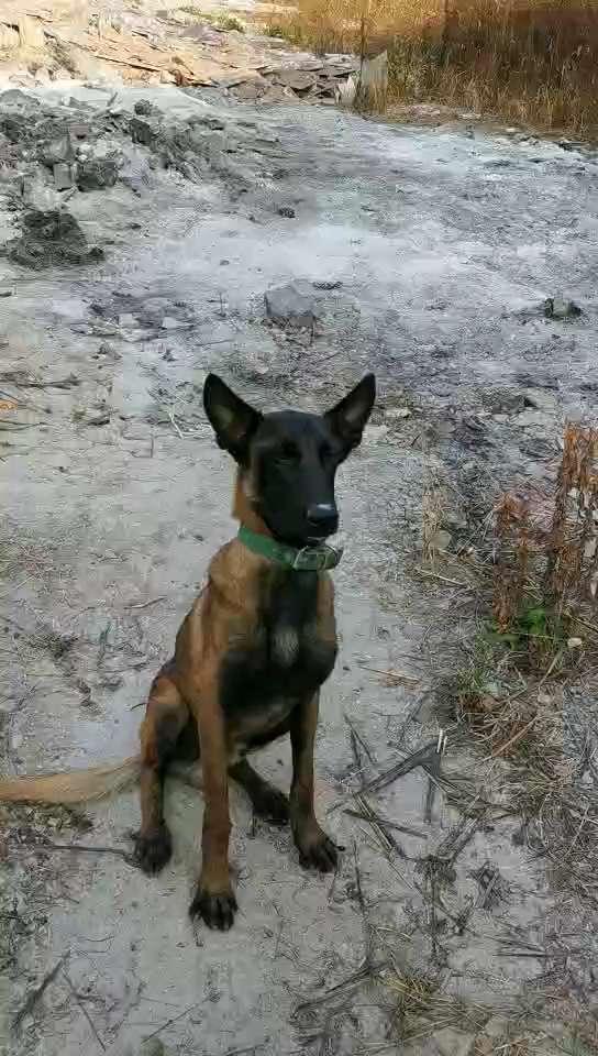 马犬视频,忠诚守护者的日常风采