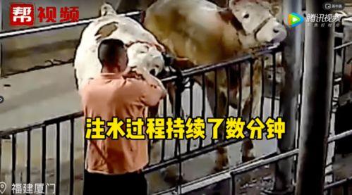 牛灌水视频,一场别开生面的农业创新实践