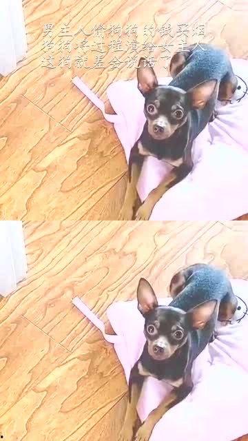 小狗的视频表演,小狗视频表演集锦