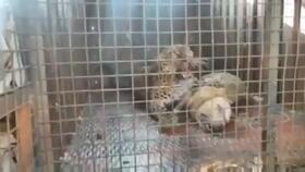 动物姓交大视频,一场自然界的激情碰撞