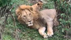 动物姓交大视频,一场自然界的激情碰撞