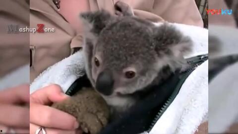 动物姓交大视频,一场自然界的激情碰撞