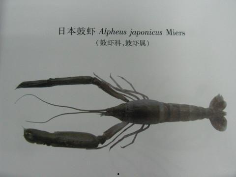 鼓虾的视频,海洋中的“鼓手”奇遇记